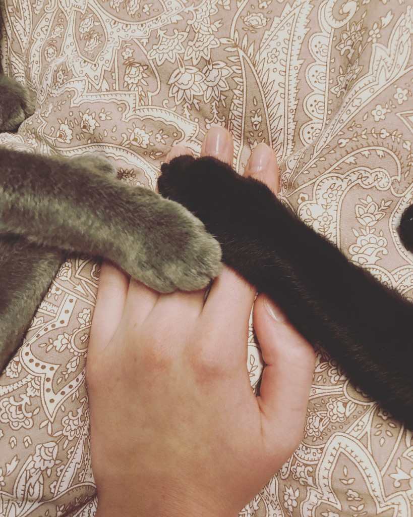 Hand and paws